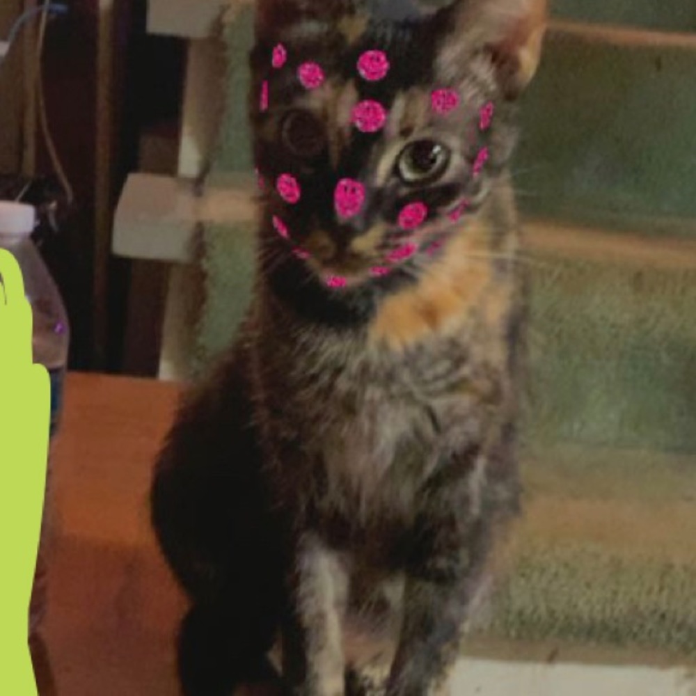 Meet your Posher, Marekia